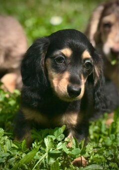 Jezevčík trpasličí králičí piebald - 3