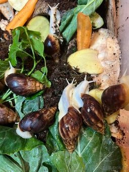 Achatina / africký šnek / oblovka - lisachatina fulica - 3