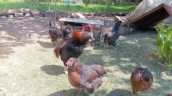 Kuřata Araukana - 3