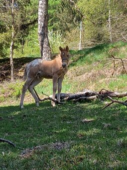 Appaloosa - 3