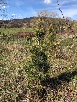 Sibiřský Cedr / Pinus Sibirica - 3