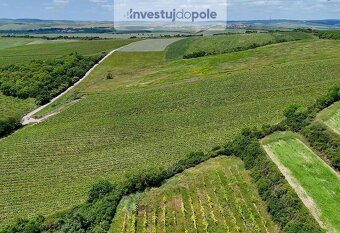 Exkluzivní prodej vinohradu v k.ú. Šardice (výměra 5,6 ha) - 3