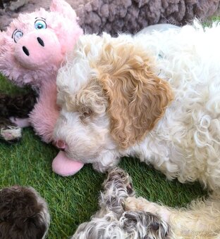 Lagotto romagnolo s PP - 3