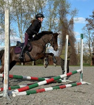Česky sportovní pony - 3