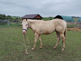 Quarter horse valach - 3