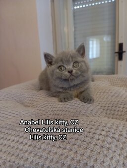 Britská Modrá koťátka s PP - 3