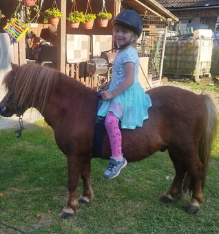 Shetland pony - 3