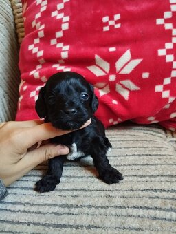 Maltipoo - 3