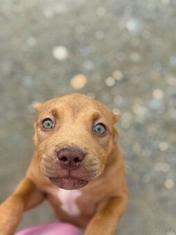 American Bully ABKC - 3