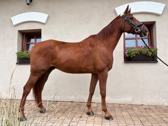 Prodám valacha po Aristo Z - 3