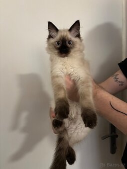 Koťátka Ragdoll - 3