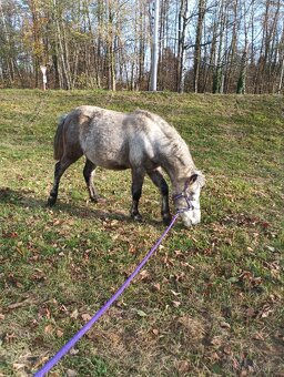 Pony klisna 5 let - 3