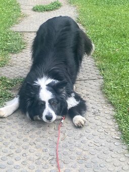 Daruji do dobrých rukou postarší fenku border kolie - 3