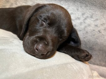 Labrador štěňátko - 3