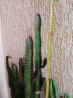 3 hodně velké kaktusy - 3