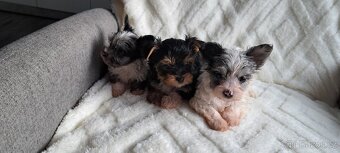 Jorkšírský teriér - 3