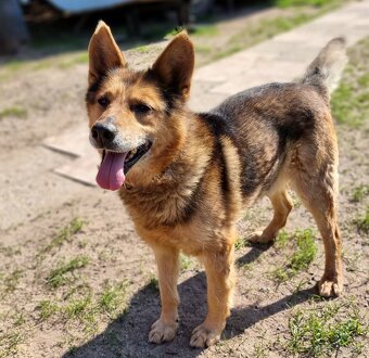 MAXÍČEK K ADOPCI - zlatíčko hledá svoji spřízněnou duši - 3