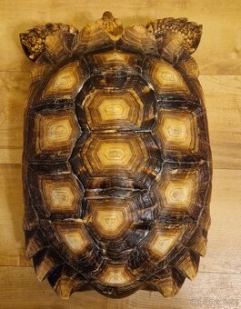Prodám želvu ostruhatou (Geochleone sulcata) - 3