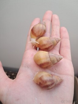 Lissachatina fulica full albino - africký šnek - 3