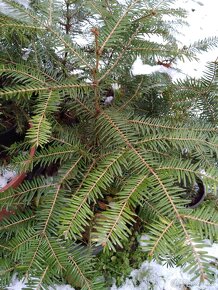 Jedlička a smrček pro Vás  stromeček Natur ze zahrádky - 3