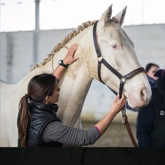 Valach P.R.E. barvy Perlino - 3