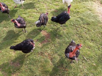 Holokrčka černá - kohouti - 3