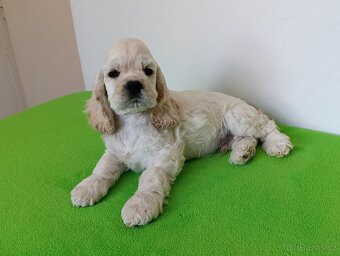 Štěňátka blond Kokršpaněla - 3