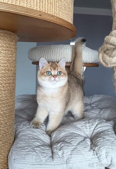 Koťátka britské kočičky s PP - 3