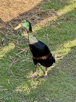 Indický běžec kačer - 3