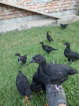 Ayam cemani - násadová vejce - 3