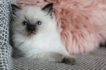 Ragdoll koťátka - 3