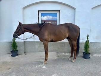 AQH pleasure/hunter valach - 3