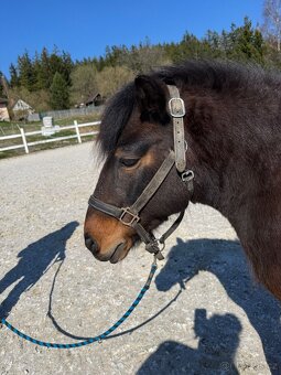 Pony klisna - 3