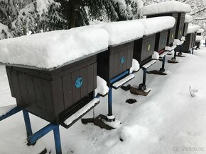 Včelí MED od včelaře, 10 + 1 sklenice ZDARMA, možnost zaslat - 3