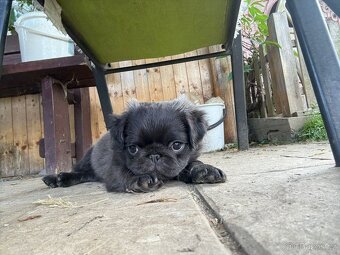 Mops - 3