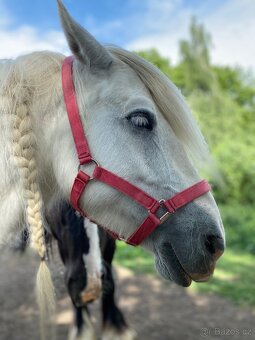 Ohlávky cob,pony, zadní chrániče, zvony - 3
