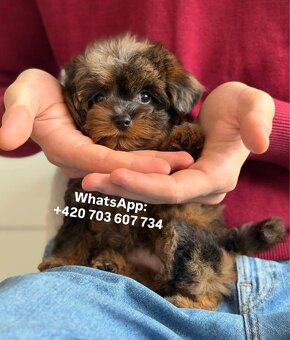 štěňátko maltipoo v černo-hnědé barvě Fenka - 3