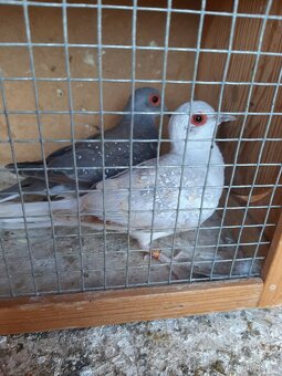 Holoubek diamantovy.. - 3