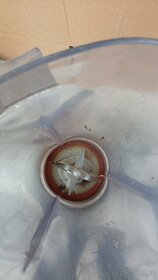 2 x Mixér ETA Mira. Hnědý a modrý. 60 léta - 3