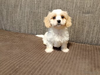 Cavapoo - 3
