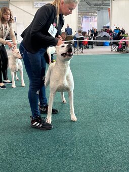 Argentinská doga - krytí - 3