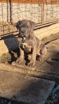 Cane Corso s PP - 3