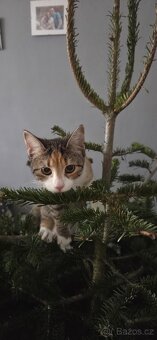 Daruji kočičku - 3