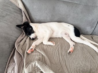 Border kolie x jack russel - 3