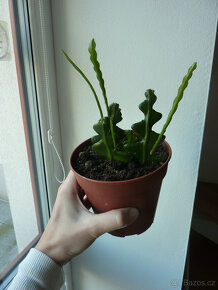 Zelenec (ten spodní) a kaktus fishbone - pokojová rostlina - 3