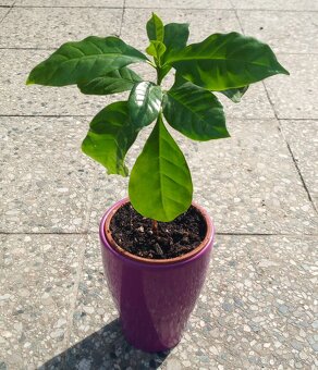 Kávovníku arabského (Coffea arabica), mladé semenáčky - 3
