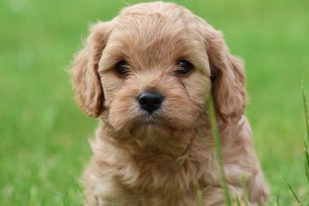Cavapoo štěňátka - 3