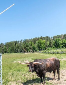 Plemenný býk Texas Longhorn na prodej - 3