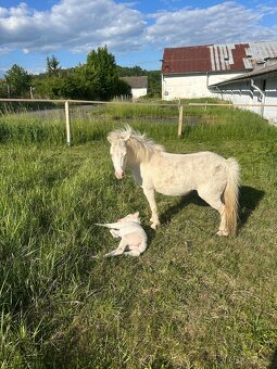 Minihorse klisna 3v1 - 3