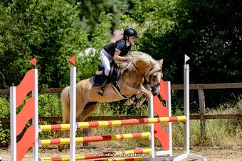 Pony klisna do sportu 10 let/ 133 KVH kat. A - 3